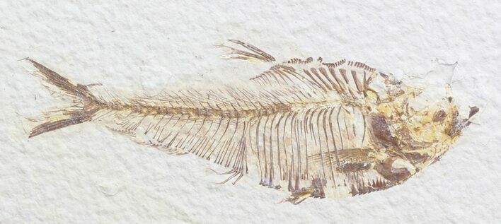 Bargain Diplomystus Fossil Fish - Wyoming #44219